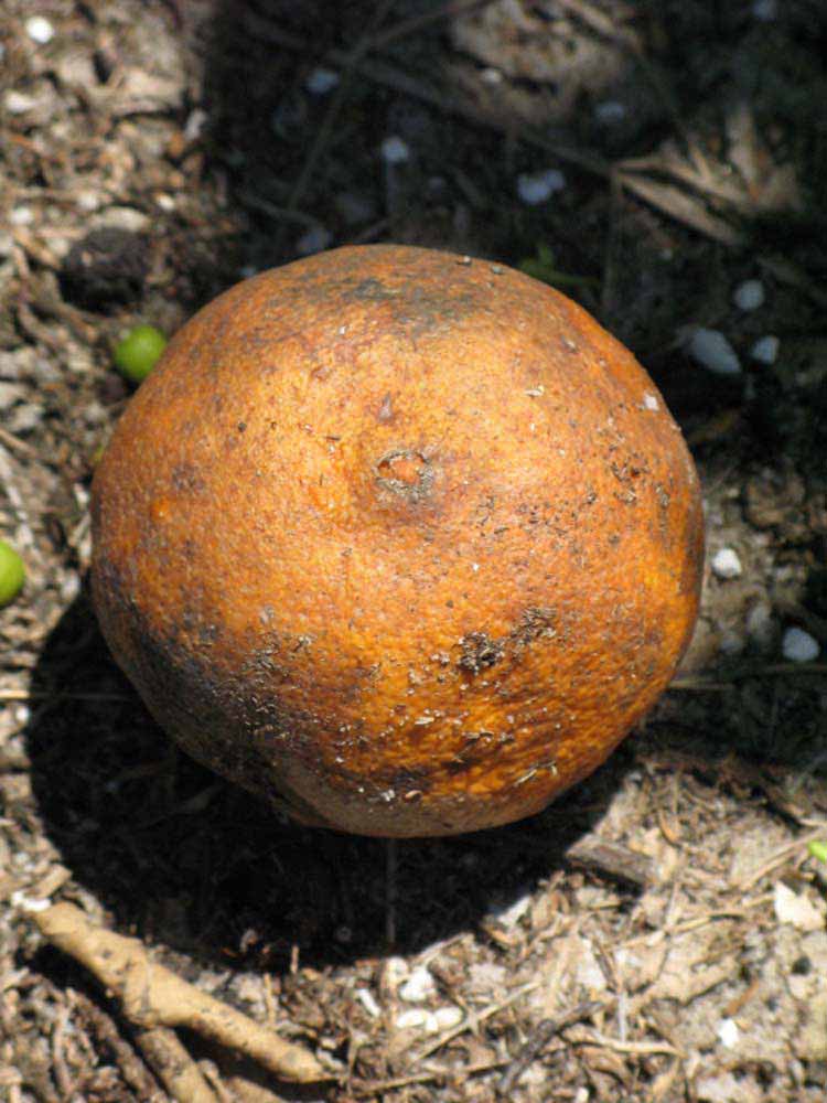              Fruit (Winter Haven, FL)       